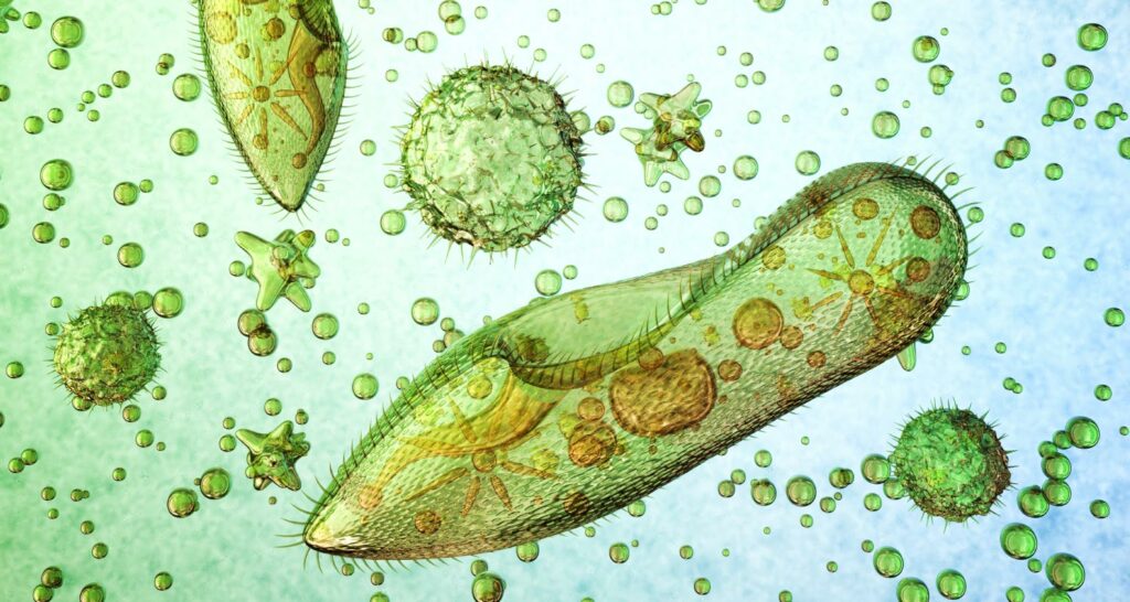 sindrome del colon irritabile e parassiti